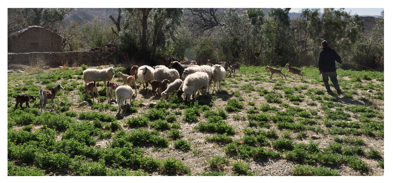 Figura 5. Ovejas y cabras pastando en los campos de Palermo Oeste