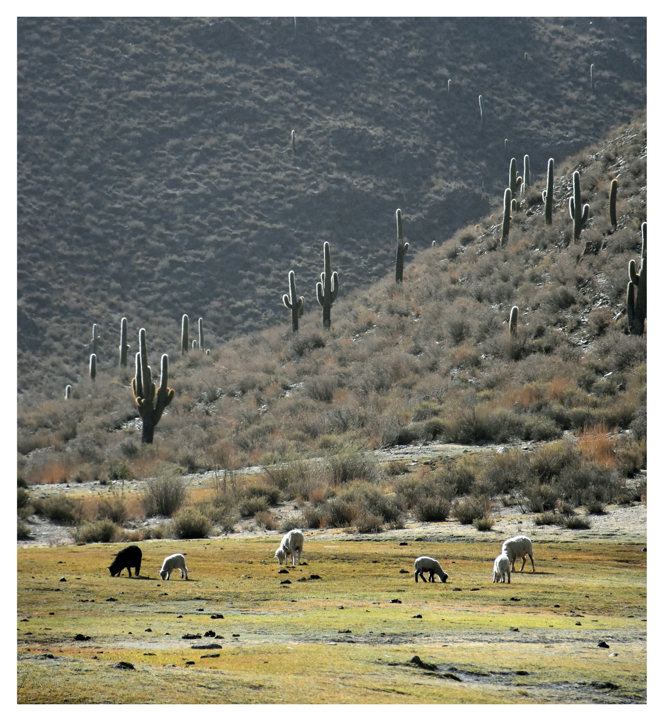 Ovejas pastando en áreas con pasturas naturales de Las Pailas