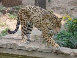 Jaguar, yaguaret o ‘tigre’ (Panthera onca)