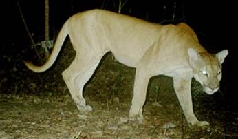 Puma o ‘len’ (Puma concolor)