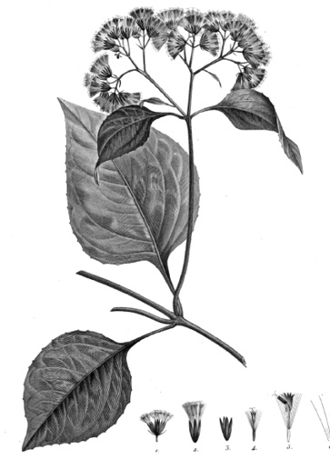Mikania guaco.