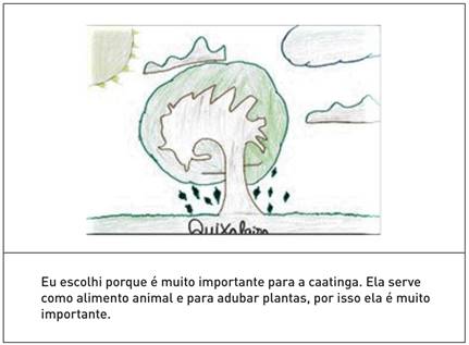 Quixabeira (Sideroxylon obtusifolium (Roem. & Schult.) T.D.Penn.)