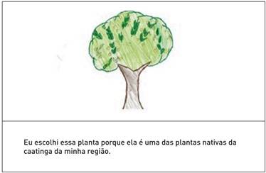 Juazeiro (Ziziphus joazeiro Mart.)