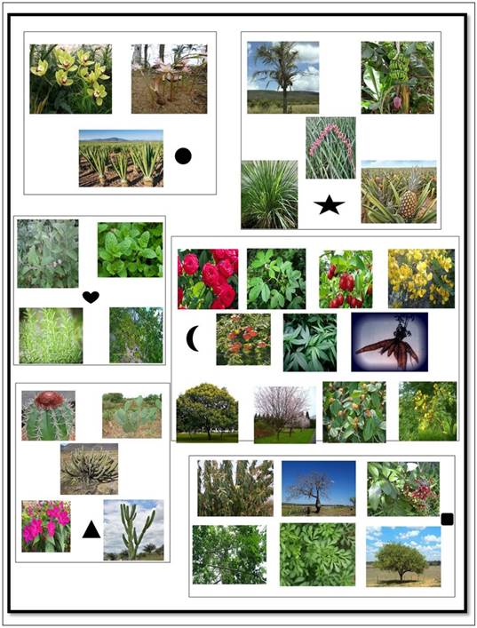 Cartaz ilustrando a classificação das plantas trabalhadas
