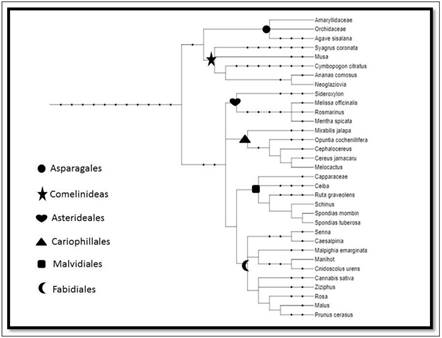 Cartaz ilustrando o cladograma das plantas