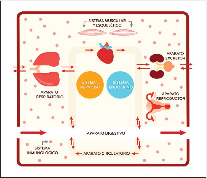 Representaci&oacute;n de interacci&oacute;n entre sistemas para alcanzar la home&oacute;stasis. Tomada de los DBA para Ciencias Naturales (MEN 2016, p. 29)