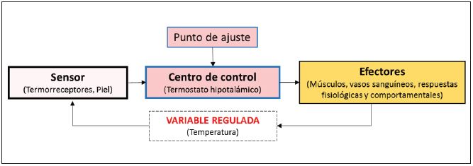Representaci&oacute;n simplificada de un sistema de regulaci&oacute;n homeost&aacute;tico centrado en la regulaci&oacute;n de la temperatura