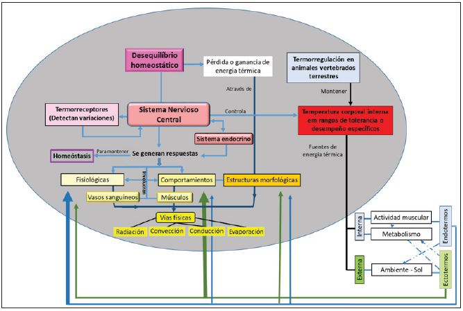 Modelo did&aacute;ctico del mecanismo de termorregulaci&oacute;n en vertebrados terrestres