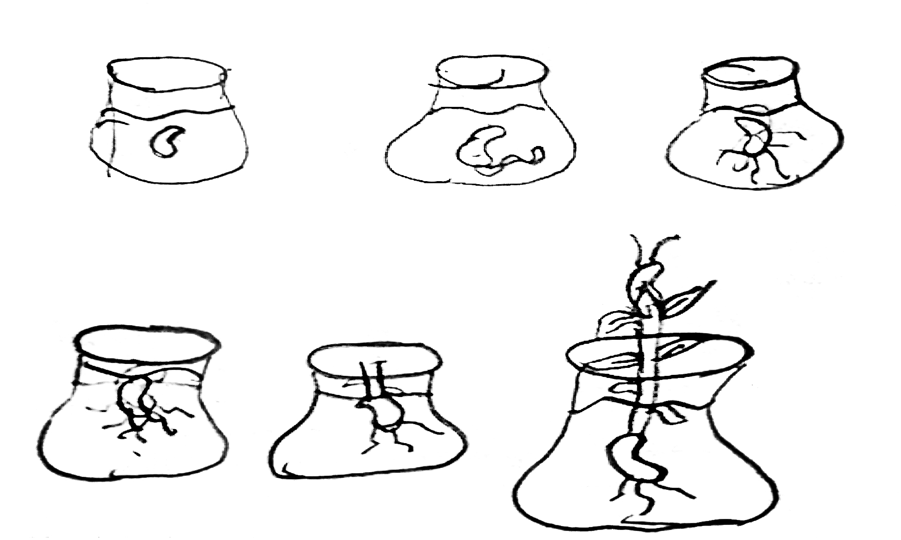 Representaci�n gr�fica inicial del proceso de germinaci�n realizada por Luna