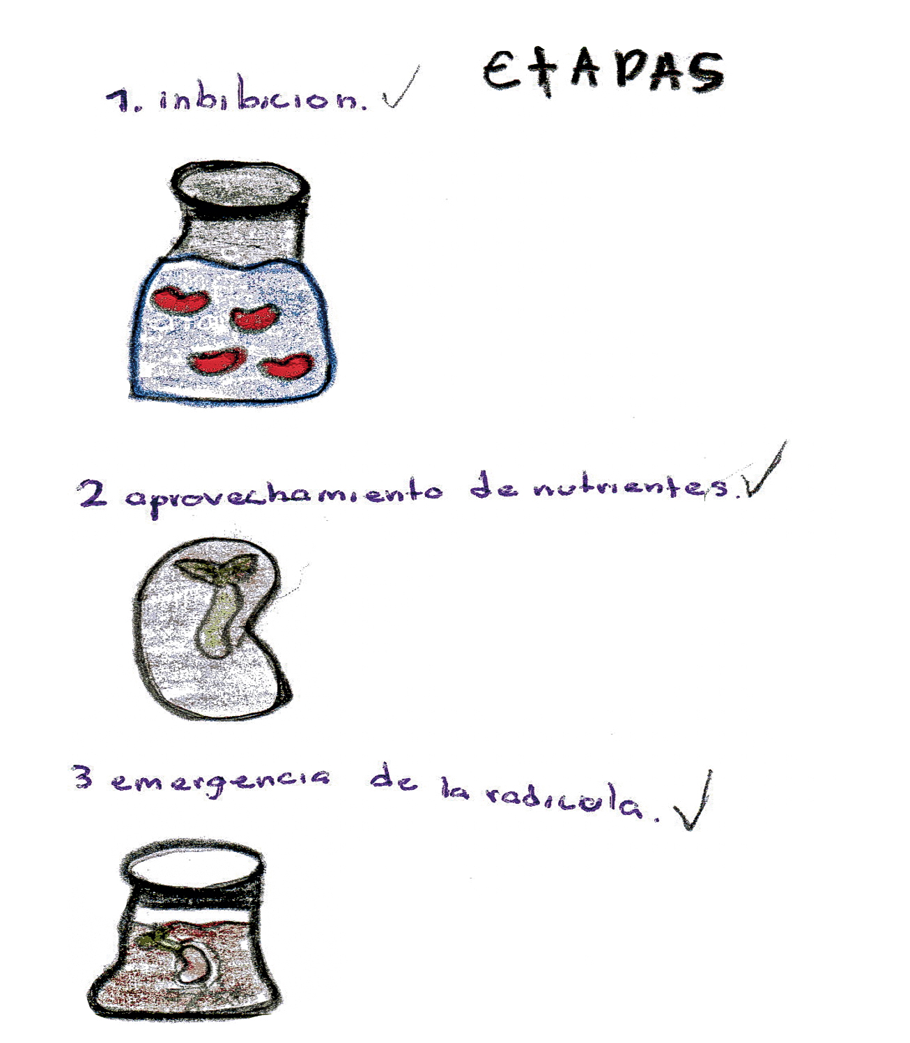 Representaci�n final de la germinaci�n