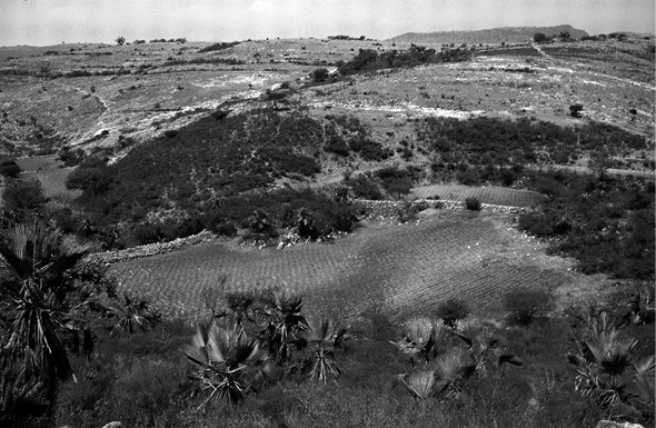 Foto. Terrazas en el Sauz Sabino