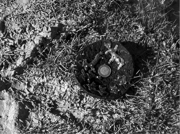 Figura 7. J&iacute;cara votiva huichola