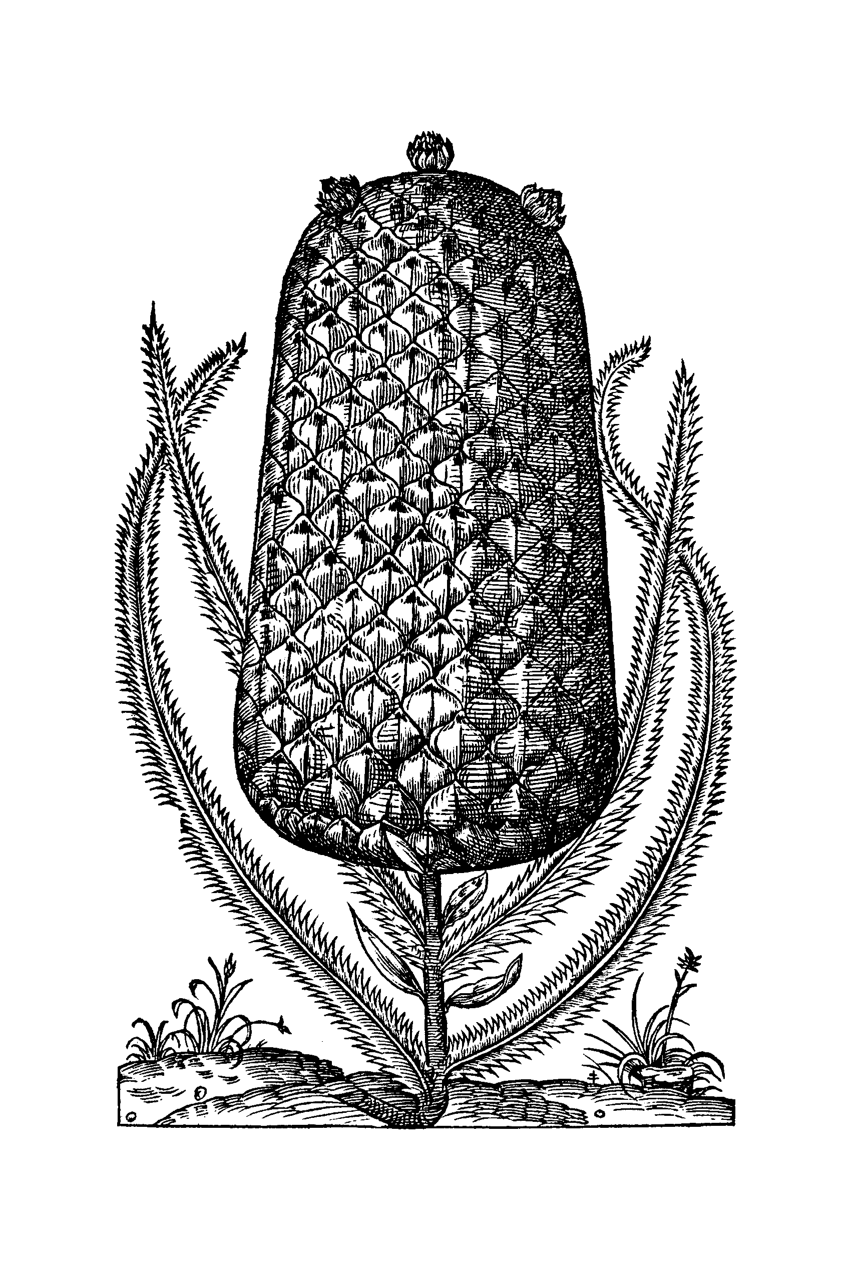The first printed image of a Brazilian pineapple appeared in Thevet’s Singularitez de la France Antarctique (1557)