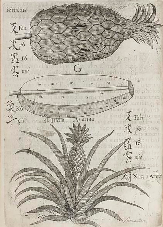 M. Boym, Flora Sinensis. Wien, 1656