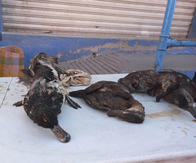 Venta de patos migratorios en el mercado local.