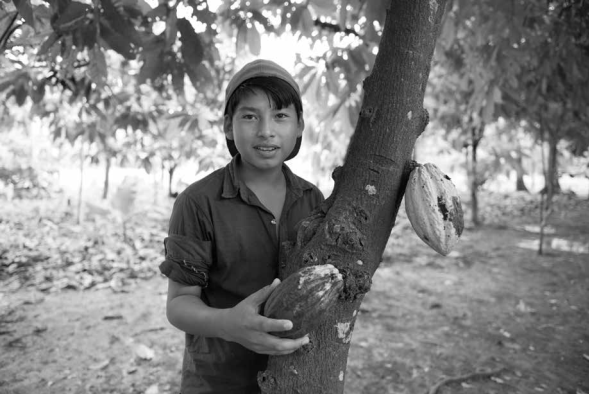 Jornalero del cacao. Las haciendas cacaoteras en Tabasco están recuperando vitalidad después de que una plaga de hongo terminara con miles de hectáreas de cacao. Tabasco, México, noviembre de 2015.