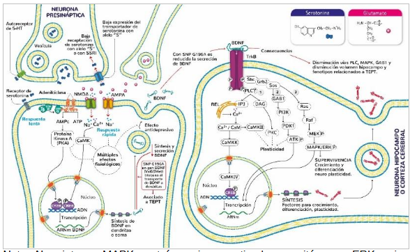 Vías de señalización implicadas en la síntesis y acción del BDNF