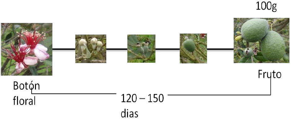 Duraci&oacute;n del desarrollo del fruto de feijoa.