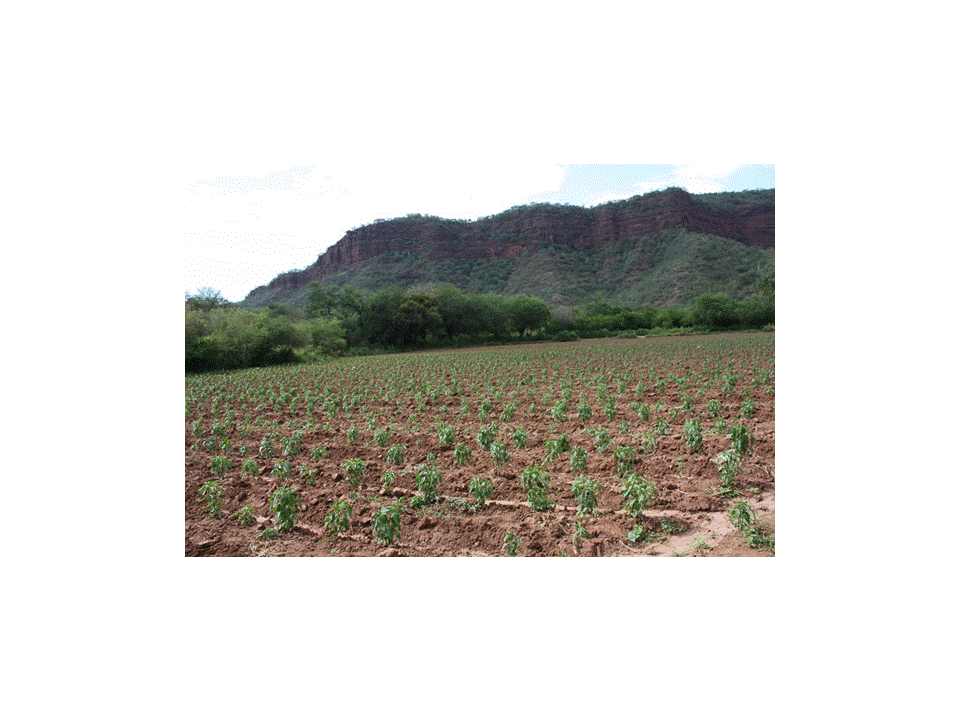 Panorámica de una plantación de chile Huacle en San Juan Bautista, Cuicatlán,
ciclo otoño invierno 2014-2015, región de la Cañada, Oaxaca.