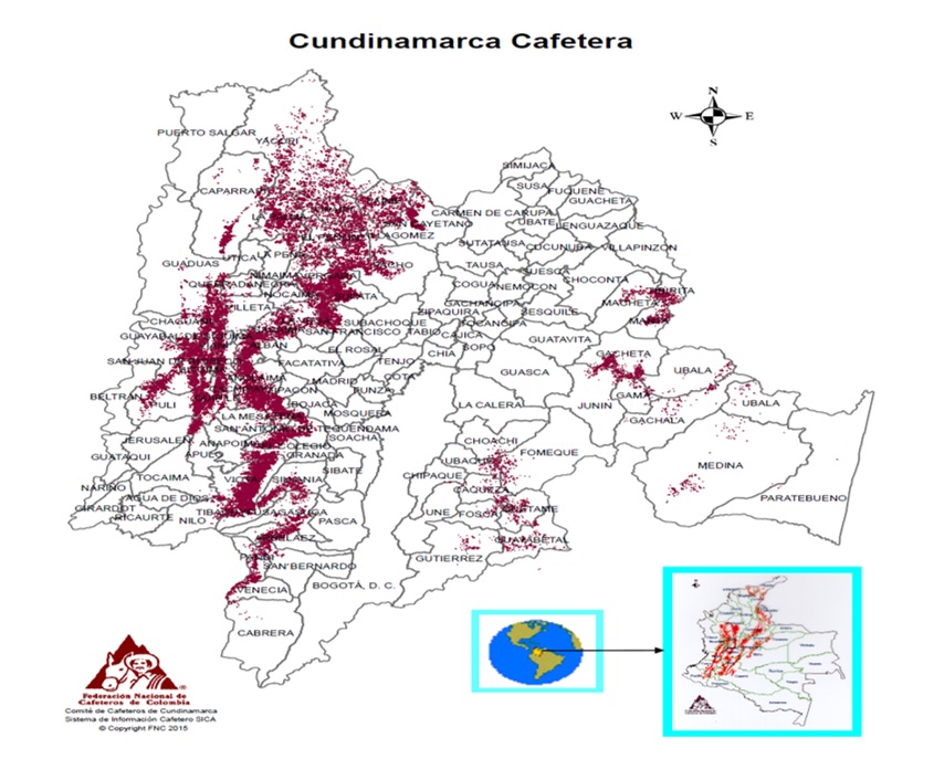 Distribución de la caficultura en el Departamento de
Cundinamarca.