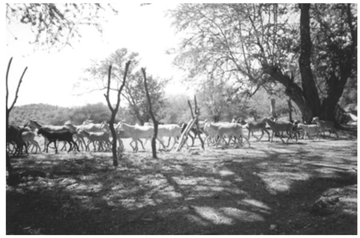 Caprinos en un sistema de producci�n silvopastoril sustentable en la Mixteca Poblana de M�xico.