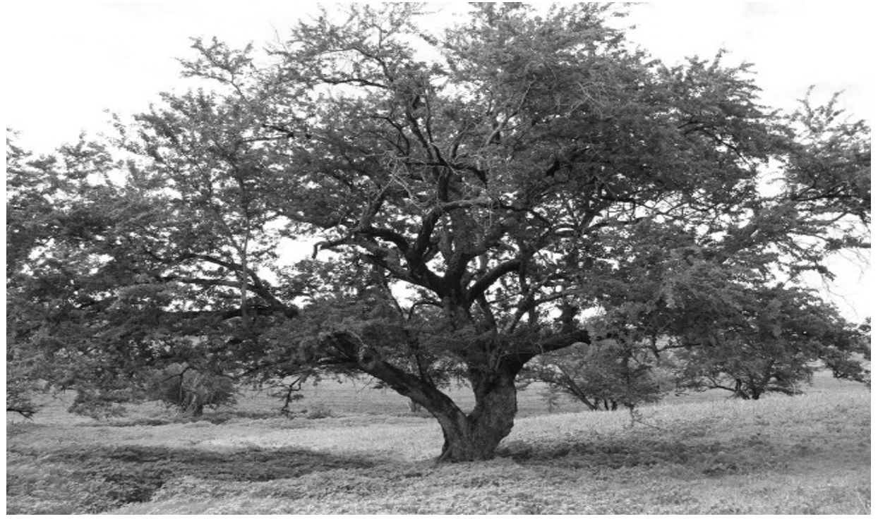 Procesos saludables en los sistemas silvopastoriles en M�xico.