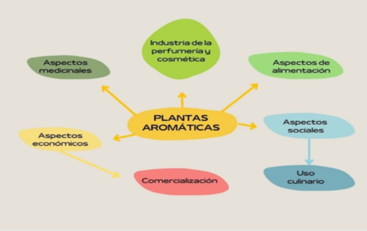 Mapeo de hierbas aromáticas en el municipio de tianguis de Amecameca, Estado de México.