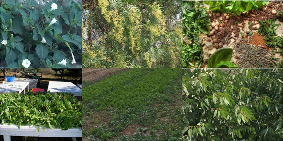 Algunas de las especies de hierbas aromáticas que se venden en el tianguis de Amecameca (toloache, pirul, cedrón, albahaca, perejil y pirul).