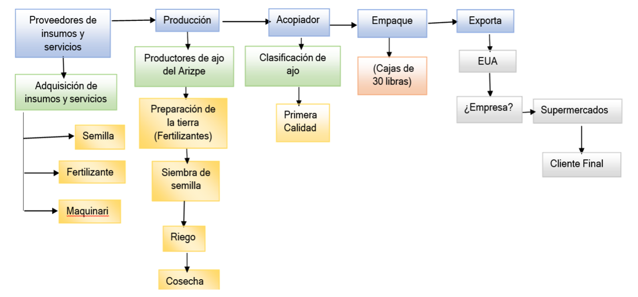 Cadena de valor de la producci�n de ajo de primera calidad.