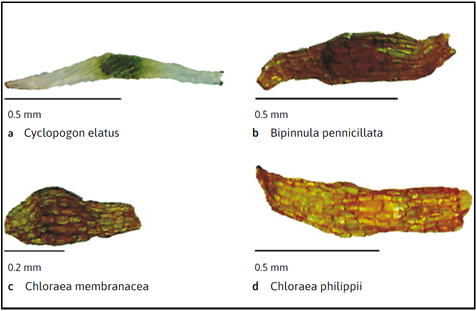 Microfotograf�as de las semillas de orqu�deas terrestres (a, b, c y d), donde se observa claramente la posici�n y tama�o del embri�n ocupando la parte central y de color m�s oscuro de la imagen y la estructura reticulada de la testa en b, c y d