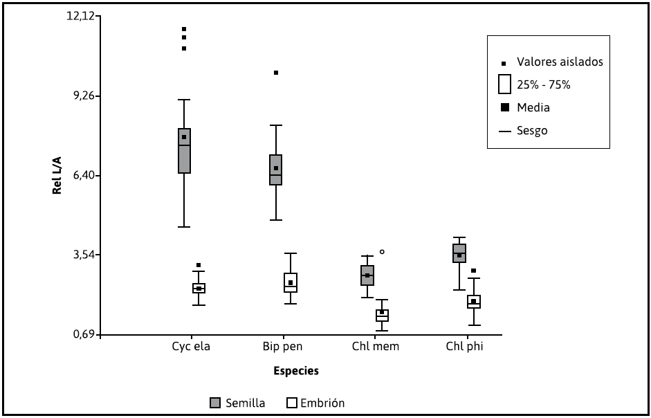 Gr�fico de caja (box-plot) para la relaci�n Largo / Ancho de semillas y embriones de 4 orqu�deas terrestres. Cyc ela: Cyclopogon elatus; Bip pen: Bipinnula pennicillata; Chl mem: Chloraea membranacea y Chl phi: Chloraea philippii