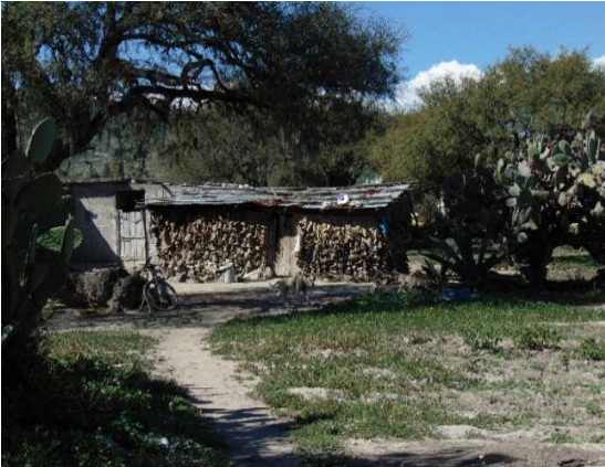 Construcción de jacal con pencas de maguey, San Andrés Daboxtha, noviembre de 2015 (fotografía del autor).