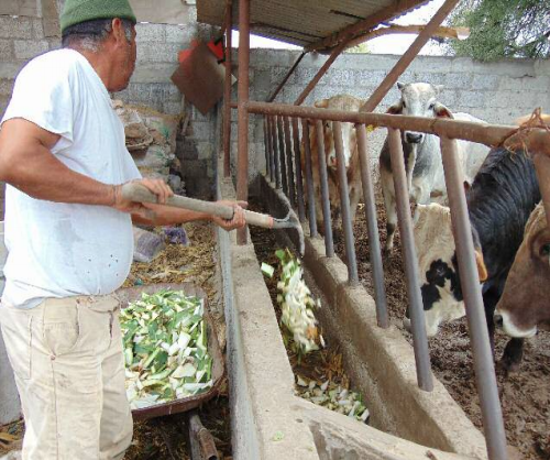 Habitante de San Andrés Daboxtha alimentando su ganado vacuno con penea de maguey, noviembre de 2015 (fotografía del autor).