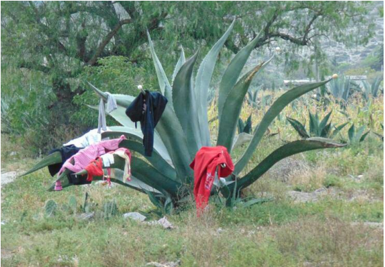 Ropa tendida sobre un maguey pulquero, San Andrés Daboxtha, diciembre de 2015 (fotografía del autor).