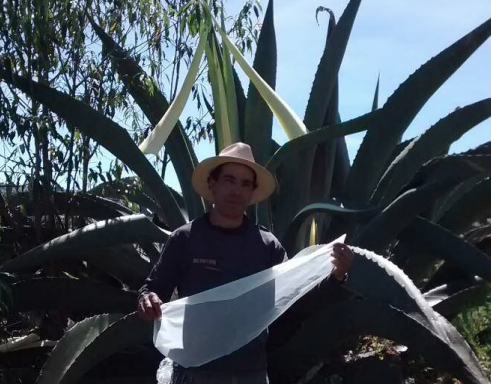 Maguey recién capado y extracción de papel mixiote, San Felipe Hidalgo, septiembre de 2015 (fotografía del autor).