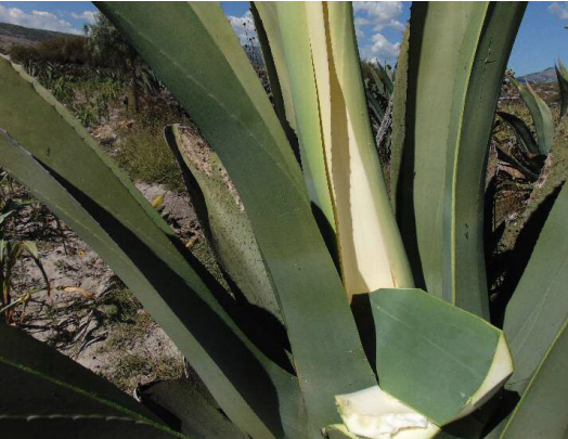 Maguey recién capado, cortes cubiertos con penca, San Andrés Daboxtha, noviembre de 2015 (fotografía del autor). 