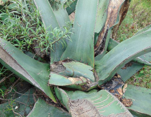 Maguey en producción de aguamiel, cubierta con penca, Ciudad de Nanacamilpa, septiembre de 2015 (fotografía del autor).