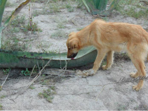 Perro bebiendo aguamiel fresca, San Andrés Daboxtha, noviembre de 2015 (fotografía del autor).