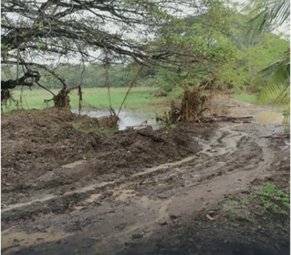 Da�os en caminos y en cultivos de la zona de Ciudad Cort�s TORMENTA NATE, OCTUBRE 2017