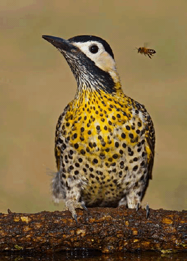 “Abeja y carpintero”