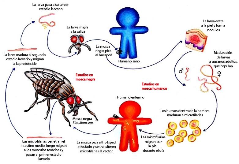 Figura 1. Ciclo de vida de Onchocerca
volvulus. 

Adaptado de Hopkins DR. Disease eradication. N Engl J Med.
2013 Jan 3;368(1):54-63.