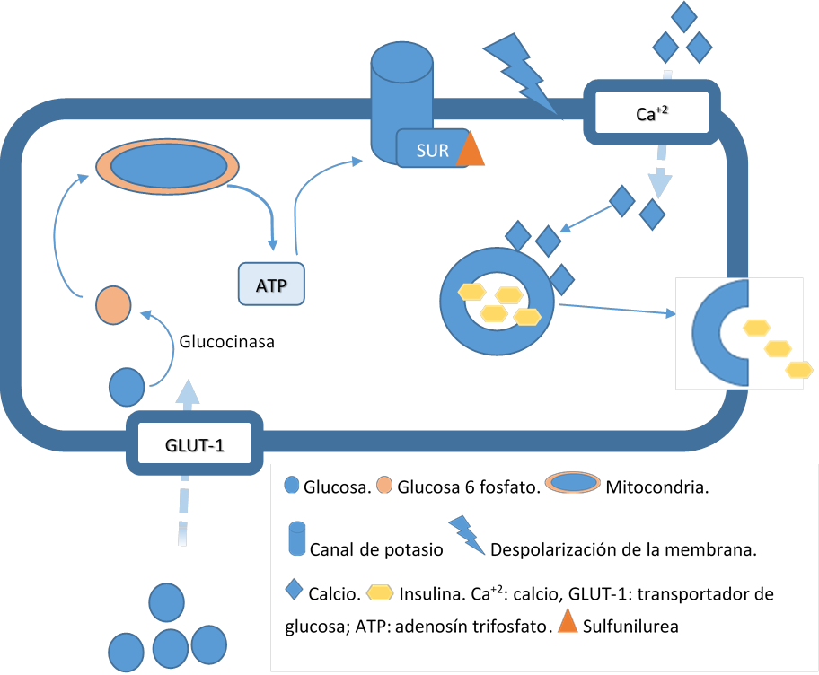 Mecanismo de acci&oacute;n de las sulfonilureas.