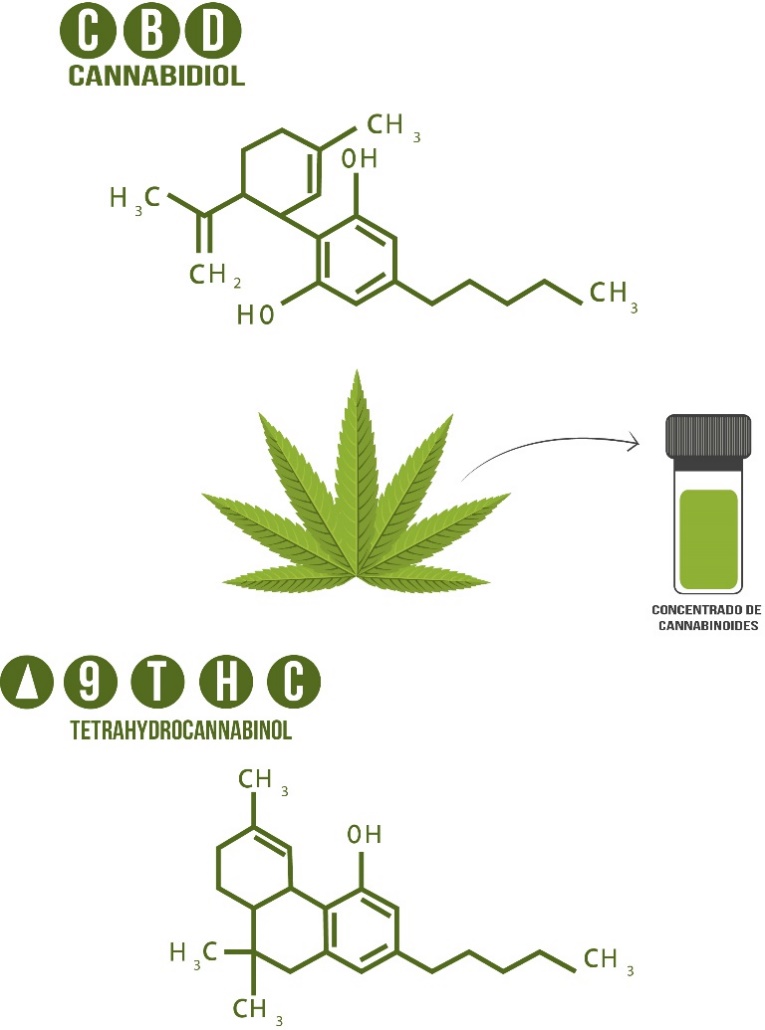 Aceite de CBD 2019 : ¿De qué se trata todo el alboroto?: Deshágase de todos  los conceptos erróneos sobre el cáñamo y la marihuana, aprenda qué buscar  al comprar CBD, y cómo