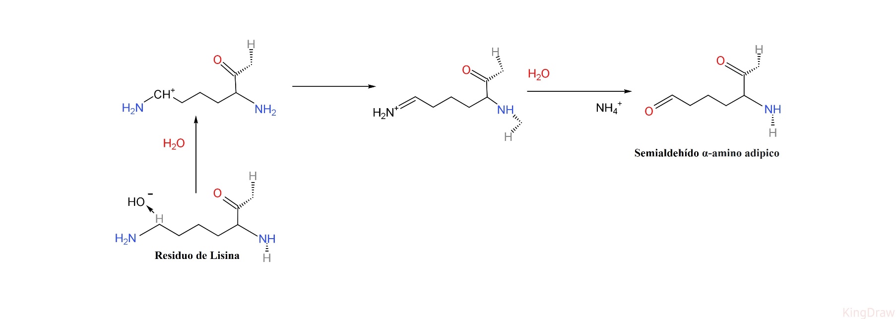 Carbonilacin proteica de un residuo de lisina mediada por la va directa