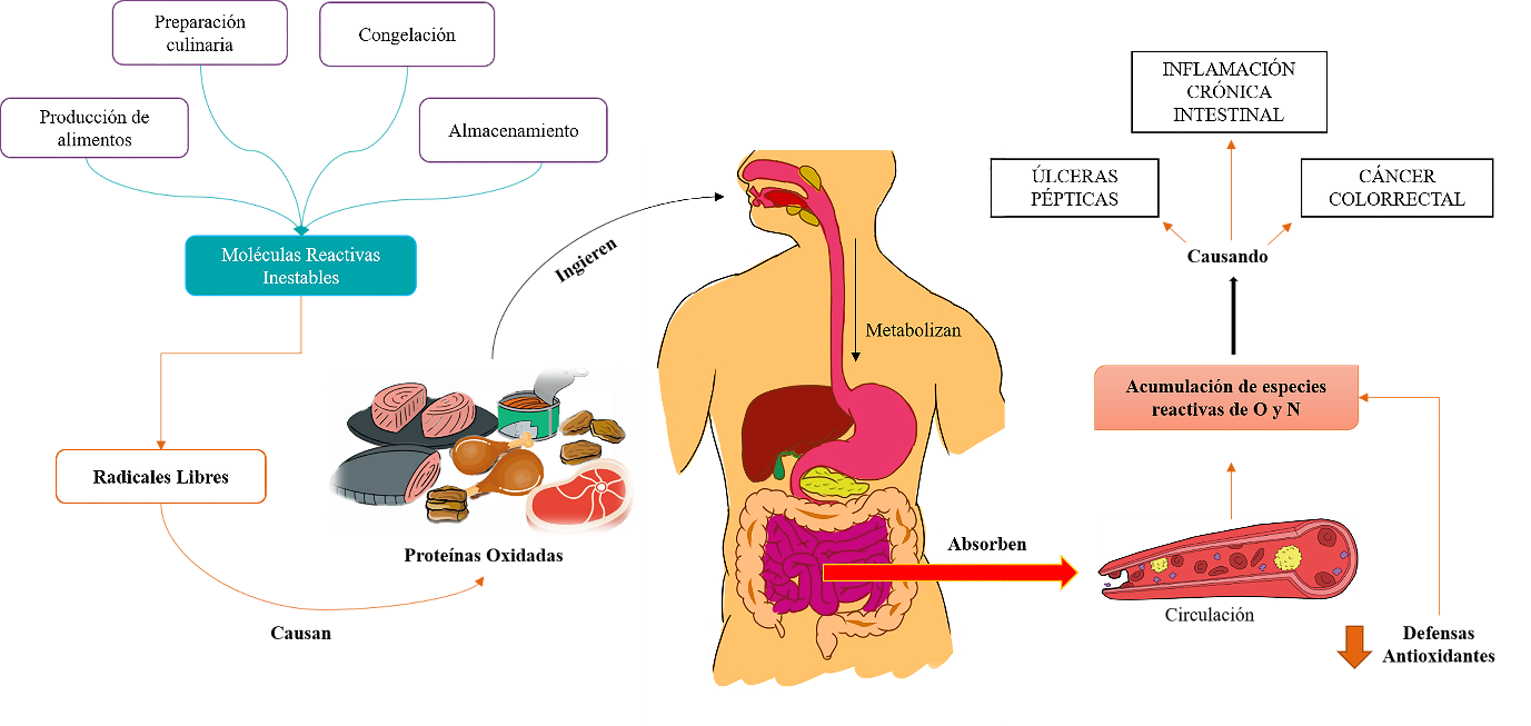 Oxidacin de protenas de origen animal e impacto sobre la salud intestinal