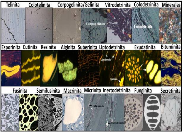 Diferencias visuales de los tipos de Sub-Macerales. N&oacute;tese en la parte superior los tipos de vitrinita, seguido de las variaciones fluorescentes de liptinita y la manera de diferenciar las inertinitas. 