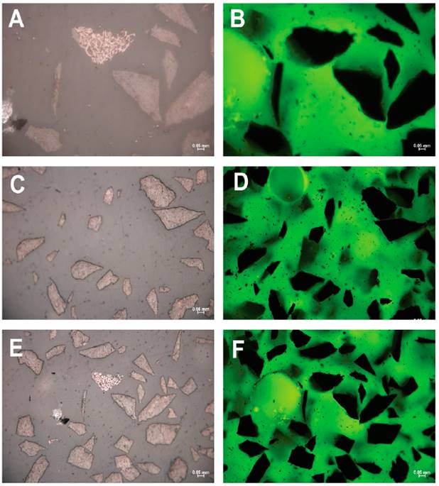Microfotografias de muestras de Carb&oacute;n de la formaci&oacute;n Cuervos en la parte izquierda se aprecian bajo luz reflejada y en la parte derecha en luz de fluorescencia. N&oacute;tese la gran abundancia de Vitrinita en tonos grises y en menor medida Inertinita de coloraci&oacute;n m&aacute;s clara.