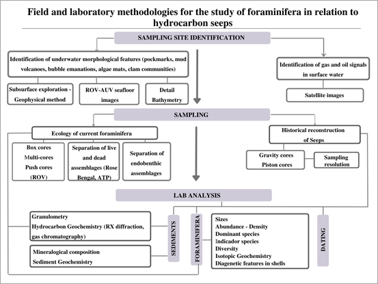 Conceptual map of field and laboratory methodologies for the study of foraminifera in hydrocarbon filtrations.
