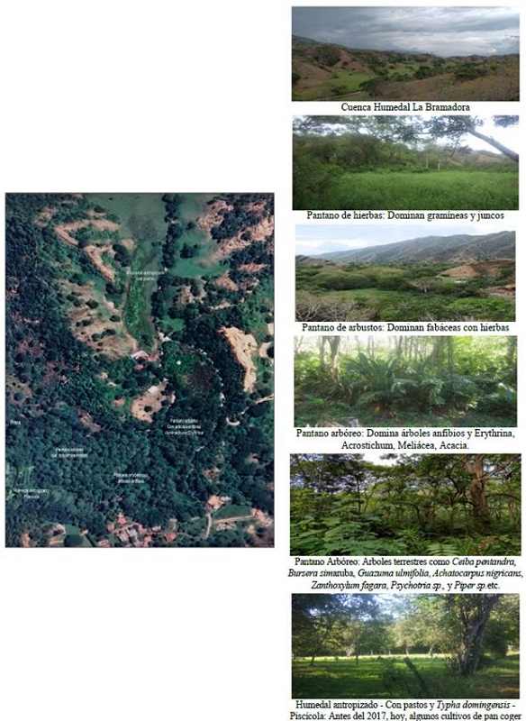 Sucesi&oacute;n ecol&oacute;gica natural de las comunidades vegetales del humedal La Bramadora