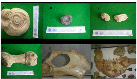 Fósiles en el Museo de Agua Linda